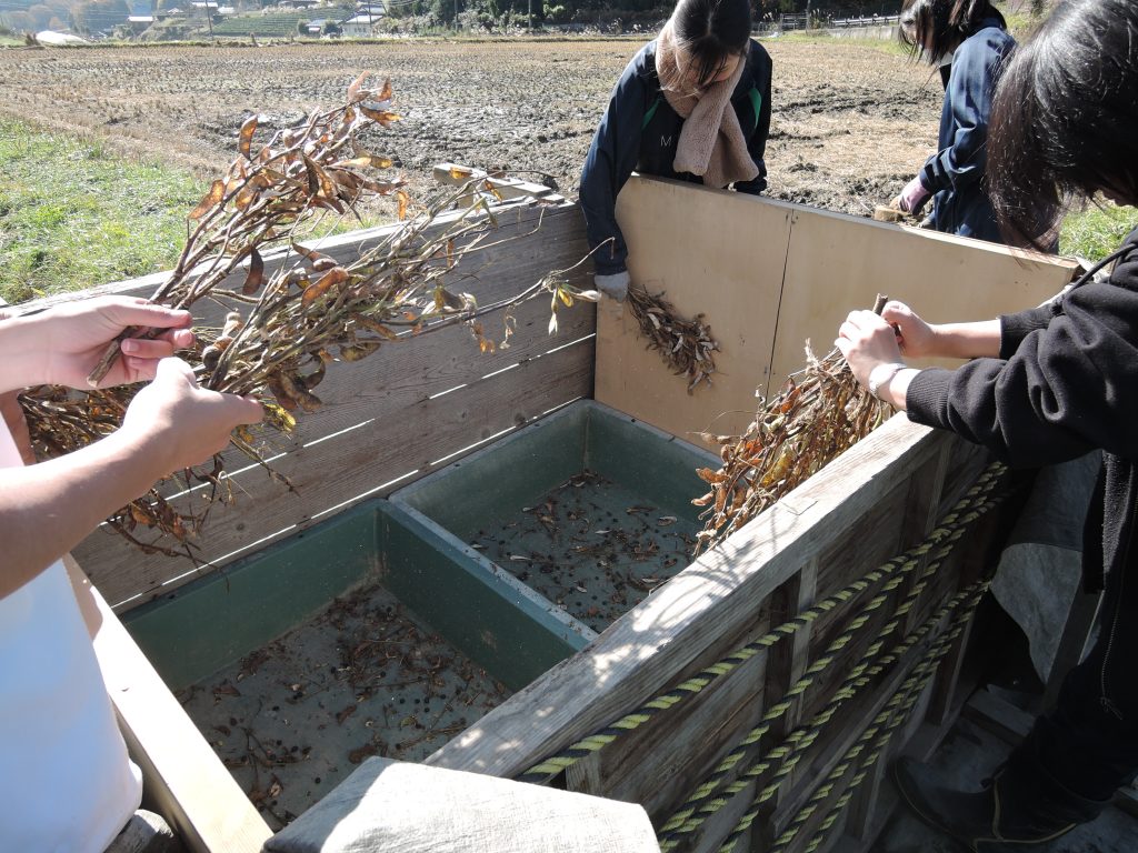 大豆の脱粒